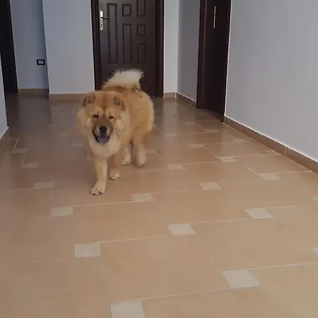 招待所 Nuovo Sun 4*