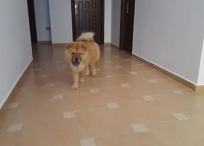 Guest house Nuovo Sun 4*